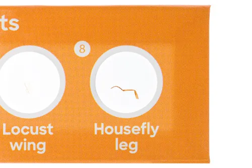 fotografia di Levenhuk Discovery Fauna Set con 12 vetrini preparati,  5