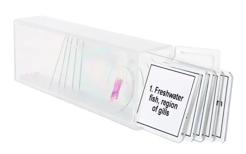 figura di Set di micropreparati Levenhuk Discovery Prof DPS 5. “Mondo anfibio”,  5