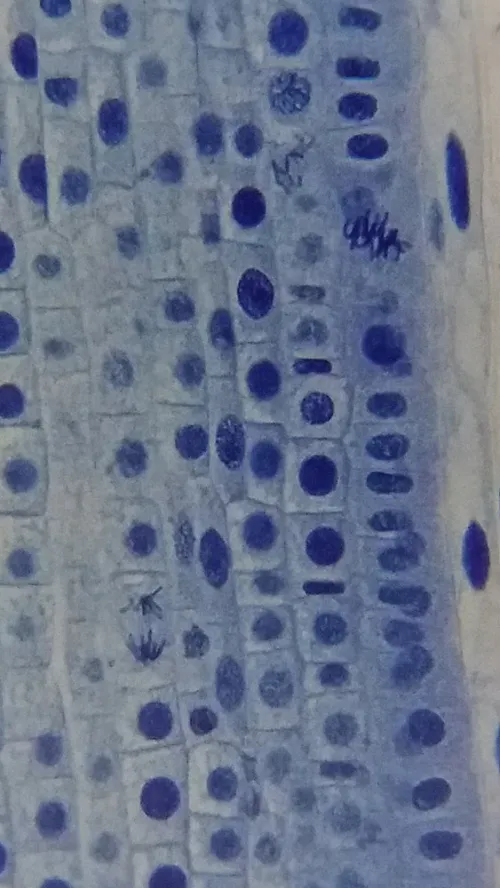 foto di Microscopio Bresser Erudit Basic Bino 40–400x,  19