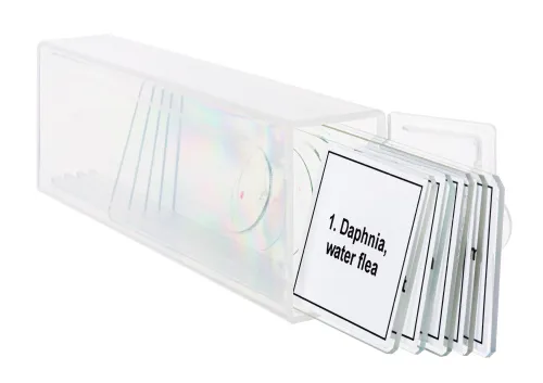 figura di Set di micropreparati Levenhuk Discovery Prof DPS 5. “La vita in una goccia d’acqua”,  5