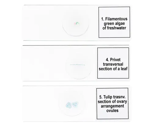 figura di Set di micropreparati Levenhuk Discovery Prof DPS 5. “Biologia”,  6