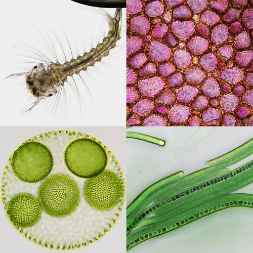 foto di Microscopio Bresser Science Infinity ,  4