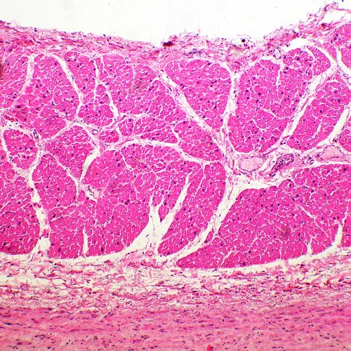 foto di Microscopio biologico MAGUS Bio 260T,  19