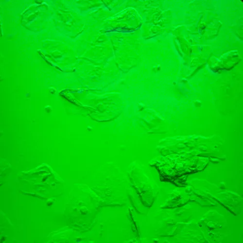 fotografia di Microscopio biologico invertito MAGUS Bio V360,  25