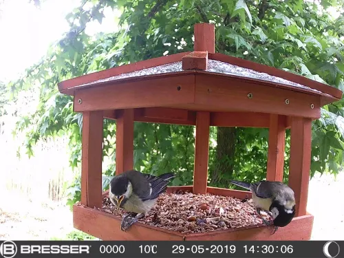 foto di Bresser fototrappola 90° per l'osservazione della fauna selvatica 16 MP ,  6