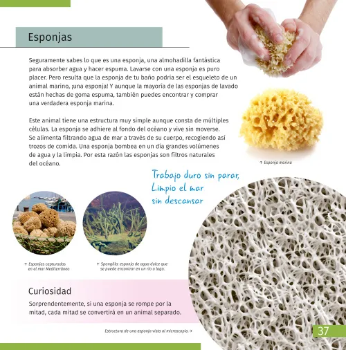 immagine di Mondo invisibile. Libro educativo,  7