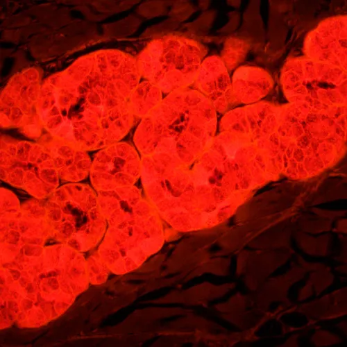 fotografia di Microscopio a fluorescenza MAGUS Lum 450L,  25