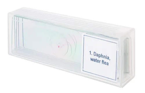 figura di Set di micropreparati Levenhuk Discovery Prof DPS 5. “La vita in una goccia d’acqua”,  4