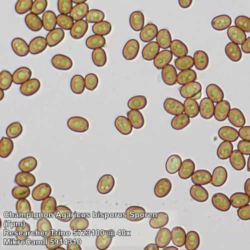 immagine di Microscopio Bresser Researcher Trino 40–1000x,  13