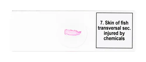 fotografia di Set di micropreparati Levenhuk Discovery Prof DPS 25. “Biologia, uccelli, ecc.”,  9