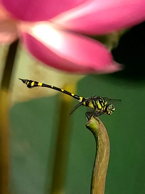 immagine di Fototelescopio Levenhuk Kelvin MAK80 AZ,  18