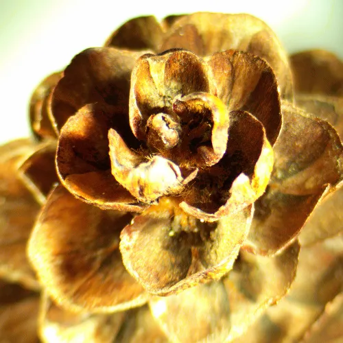 immagine di Microscopio stereoscopico MAGUS Stereo A18T,  2