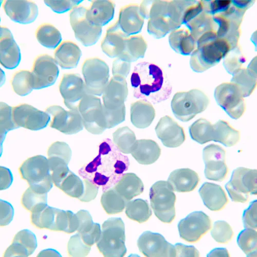 immagine di Microscopio biologico MAGUS Bio 230TL,  20