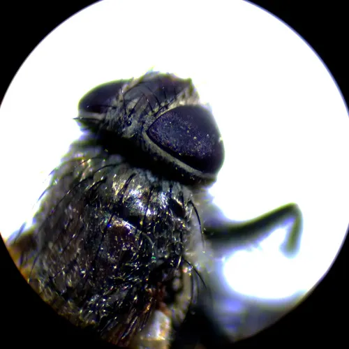 figura di Microscopio stereoscopico MAGUS Stereo A10,  18