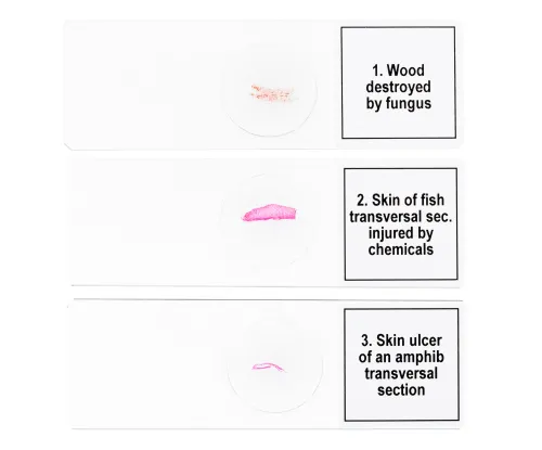 foto di Set di micropreparati Levenhuk Discovery Prof DPS 5. “Mutazioni”,  6