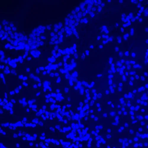 fotografia di Microscopio a fluorescenza digitale MAGUS Lum D470L,  27