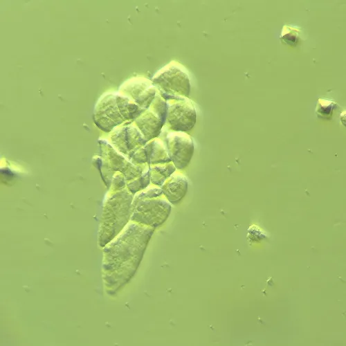 fotografia di Dispositivo MAGUS HCM360 per lavorare con il contrasto di modulazione Hoffman, con set di obiettivi,  14