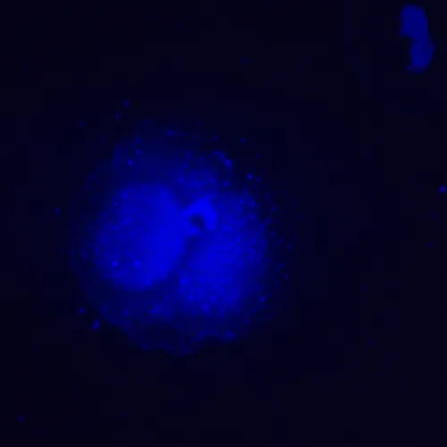 fotografia di Microscopio a fluorescenza invertito digitale MAGUS Lum VD500L,  24