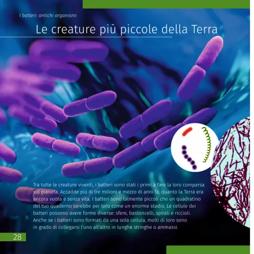 figura di Mondo invisibile. Libro educativo. Copertina rigida,  8