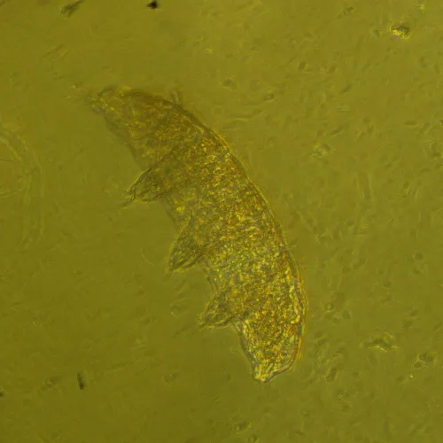 fotografia di Microscopio biologico invertito MAGUS Bio V360,  24