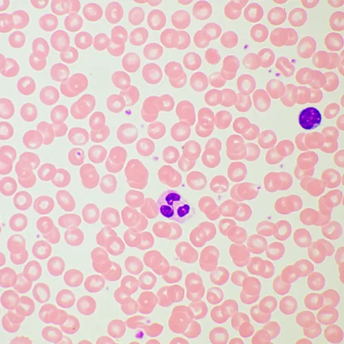 foto di Microscopio biologico MAGUS Bio 260T,  21