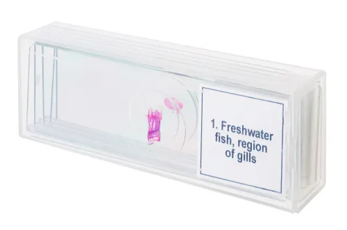 figura di Set di micropreparati Levenhuk Discovery Prof DPS 5. “Mondo anfibio”,  4