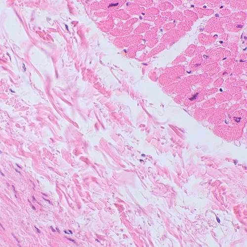 fotografia di Microscopio biologico MAGUS Bio 250BL,  20