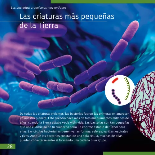 immagine di Mondo invisibile. Libro educativo,  4