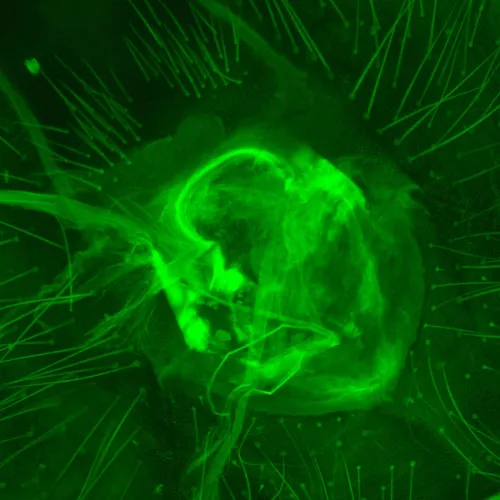 fotografia di Microscopio a fluorescenza digitale MAGUS Lum D470L,  30