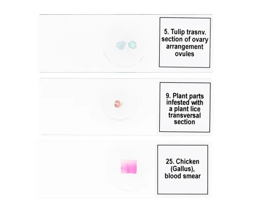 fotografia di Set di micropreparati Levenhuk Discovery Prof DPS 25. “Biologia, uccelli, ecc.”,  8