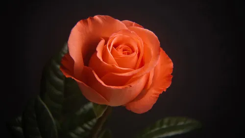 figura di Fototelescopio Levenhuk Kelvin MAK60 mini AZ,  17