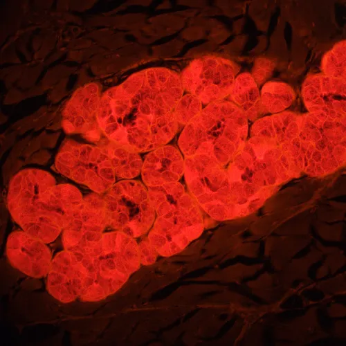 fotografia di Microscopio a fluorescenza MAGUS Lum 460L,  22