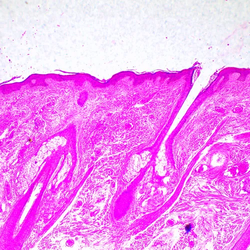 fotografia di Microscopio biologico MAGUS Bio 290T,  23