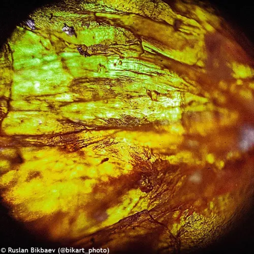 fotografia di Microscopio digitale Levenhuk Rainbow D50L PLUS 2M, moonstone,  18