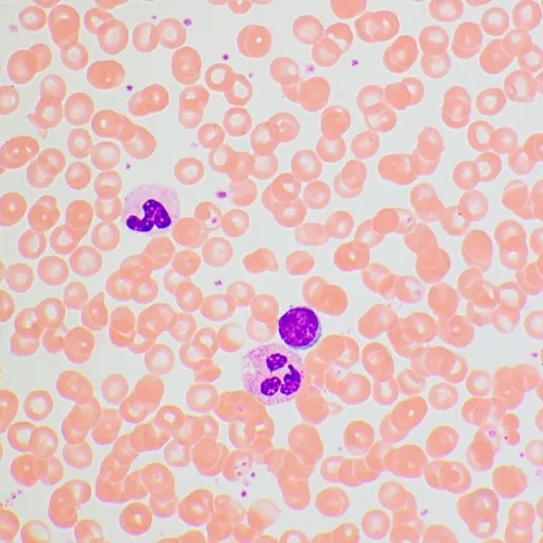 figura di Microscopio biologico MAGUS Bio 270T,  25