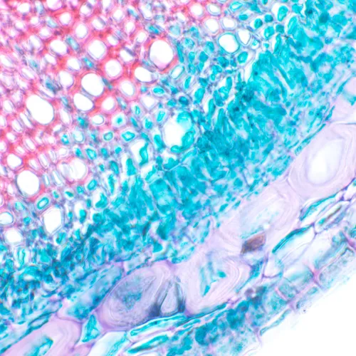 immagine di Microscopio biologico MAGUS Bio 230B,  21