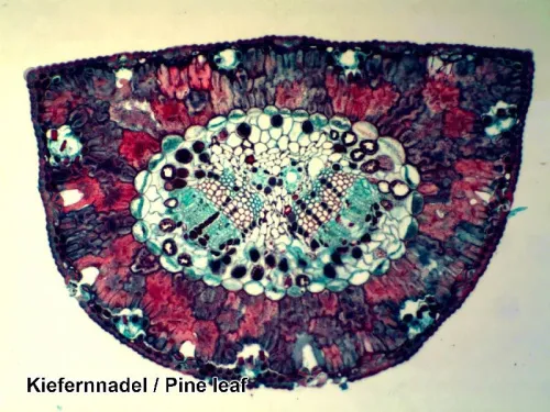 fotografia di Set di Vetrini Preparati Bresser 100 pezzi con Scatola,  8