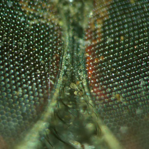 immagine di Microscopio stereoscopico MAGUS Stereo A18T,  5