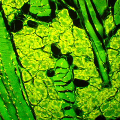 fotografia di Microscopio a fluorescenza MAGUS Lum 450L,  23