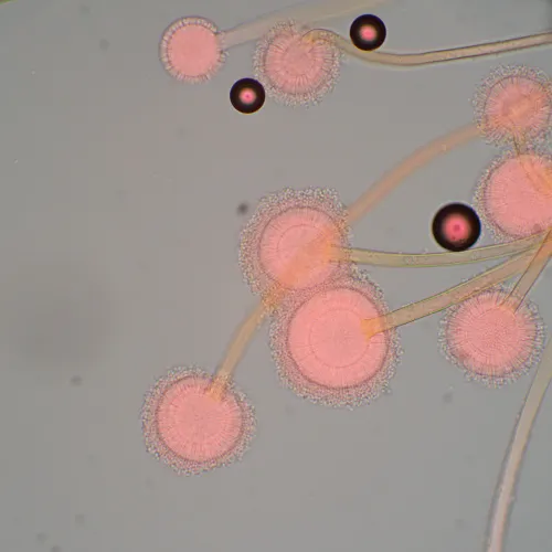 figura di Microscopio biologico MAGUS Bio 270T,  22