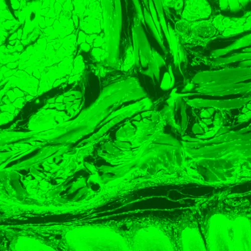 fotografia di Microscopio a fluorescenza digitale MAGUS Lum D470L,  28