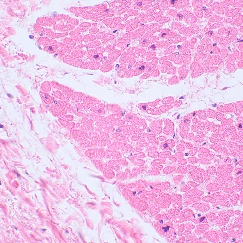 foto di Microscopio biologico digitale MAGUS Bio D230TL,  25