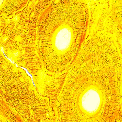 figura di Microscopio biologico digitale MAGUS Bio D250T,  28