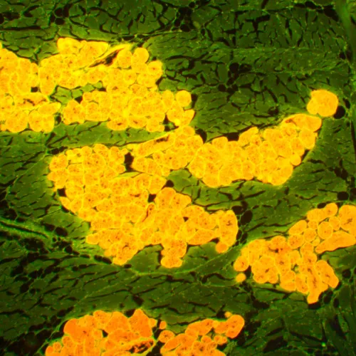 fotografia di Microscopio a fluorescenza MAGUS Lum 450L,  22