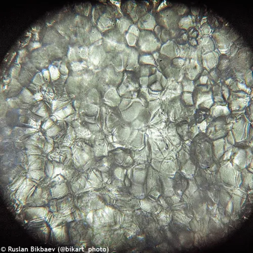 fotografia di Microscopio digitale Levenhuk Rainbow D50L PLUS 2M, moonstone,  23