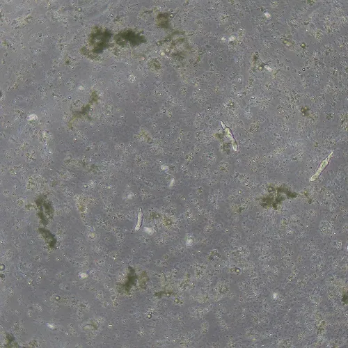 immagine di Dispositivo a contrasto di fase MAGUS SPH360, con insieme di obiettivi Plan S-Apo Ph 4х/10х/20х/40х/60х H60 mm,  14