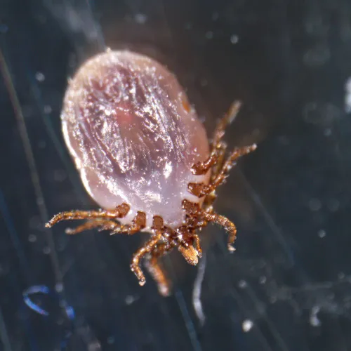 immagine di Microscopio stereoscopico MAGUS Stereo A18T,  4