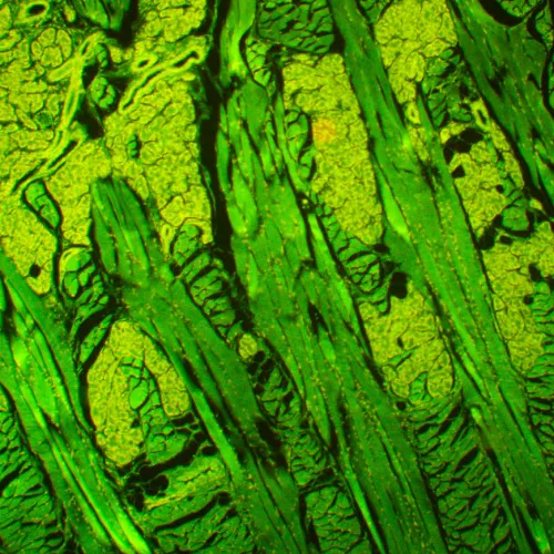 fotografia di Microscopio a fluorescenza MAGUS Lum 450L,  21