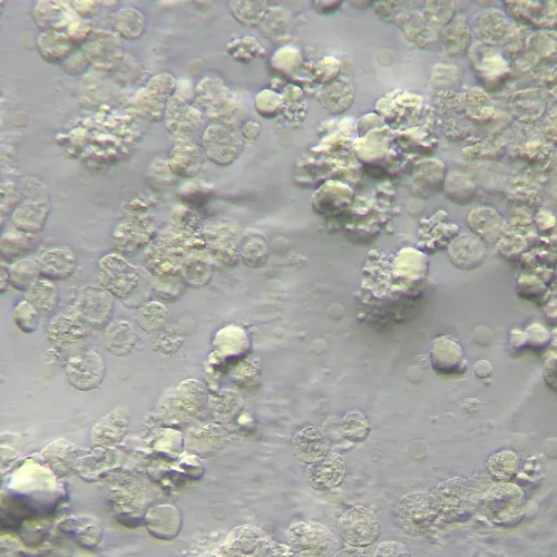 fotografia di Dispositivo MAGUS HCM360 per lavorare con il contrasto di modulazione Hoffman, con set di obiettivi,  15