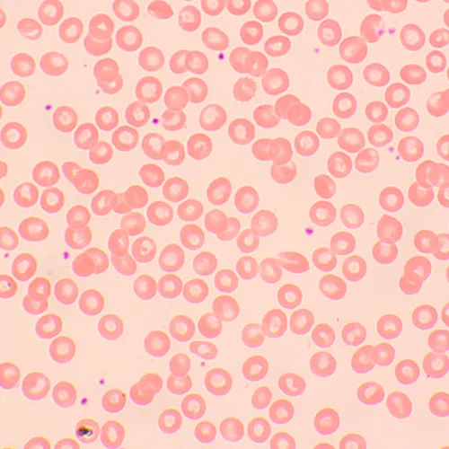 figura di Microscopio biologico MAGUS Bio 250TL,  22